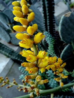 VHechtia argentea.JPG
