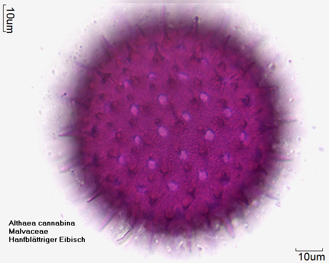 Pollen von Althaea cannabina