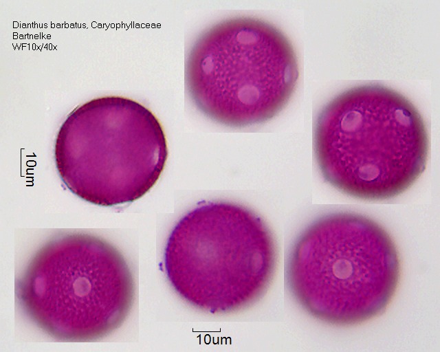 Pollen von Dianthus barbatus