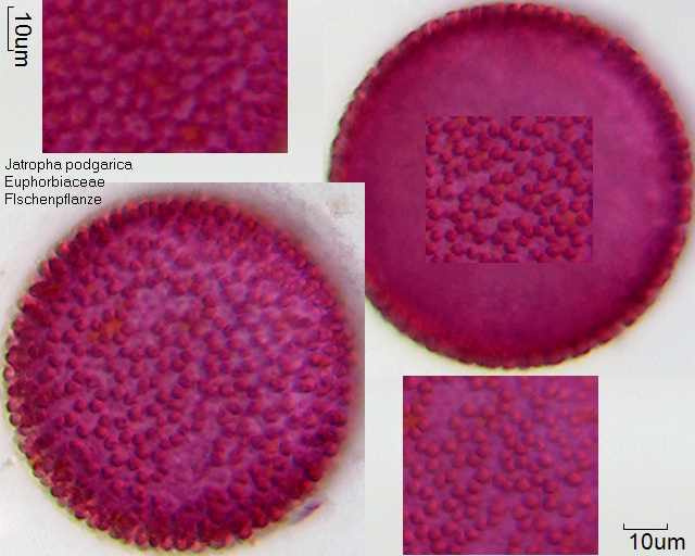 Pollen von Jatropha podagrica