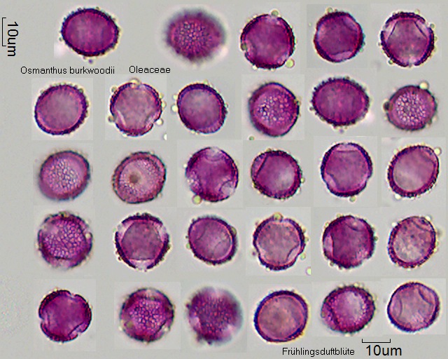 Pollen von Osmanthus burkwoodii, 6-050