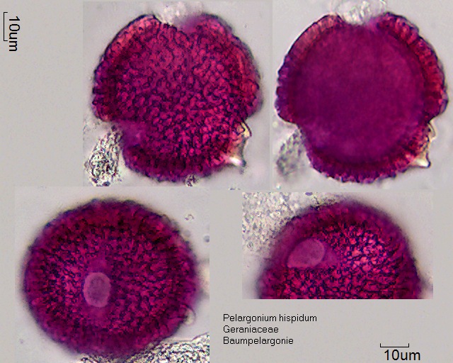 Pollen von Pelargonium hispidum