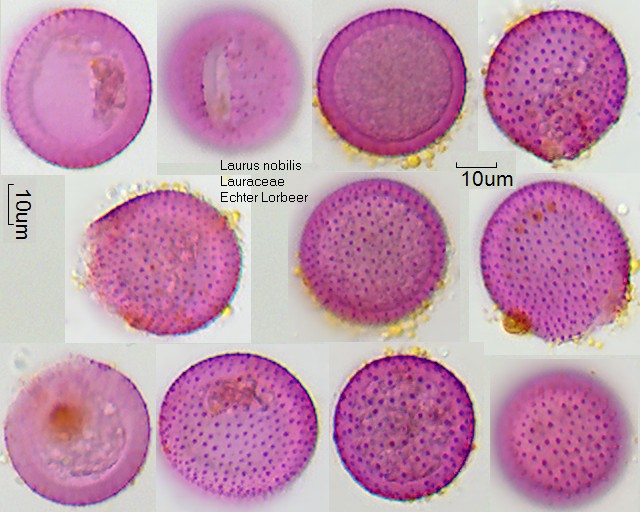 Pollen Laurus nobilis