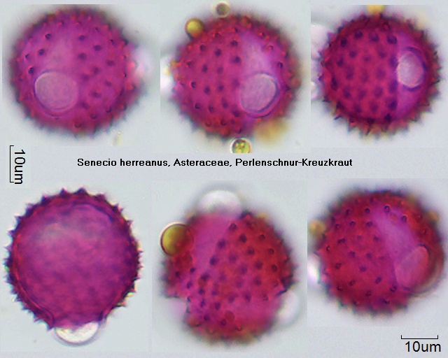 Pollen von Senecio herreanus