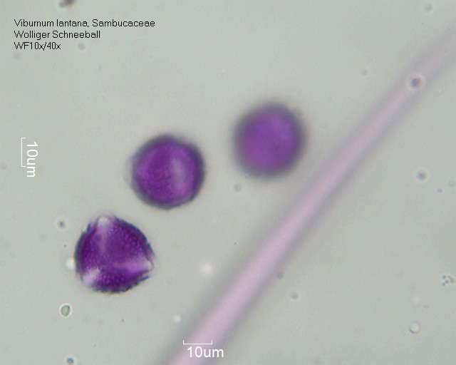 Viburnum lantana (3).jpg