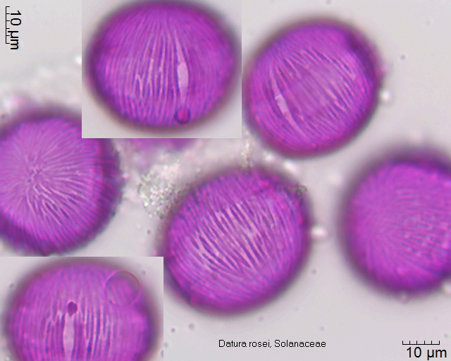 Datei:Datura rosei (1).jpg – Pollen-Wiki