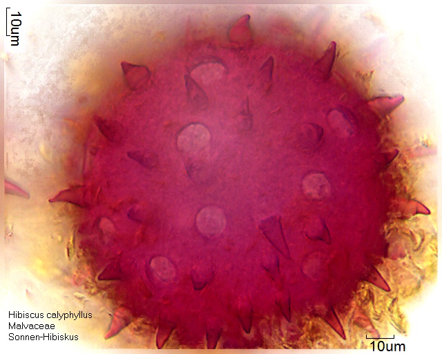Pollen von Hibiscus calyphyllus
