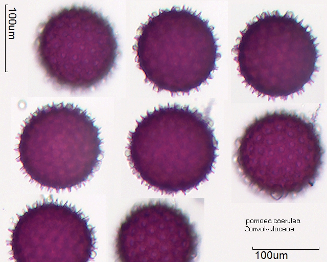 Pollen von Ipomoea caerulea