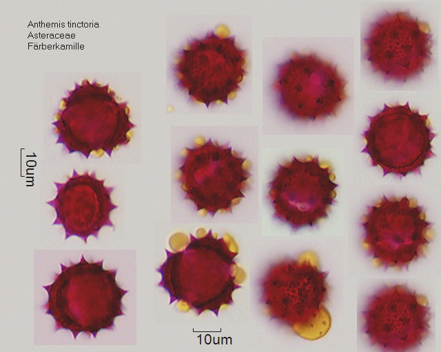 Pollen von Anthemis tinctoria