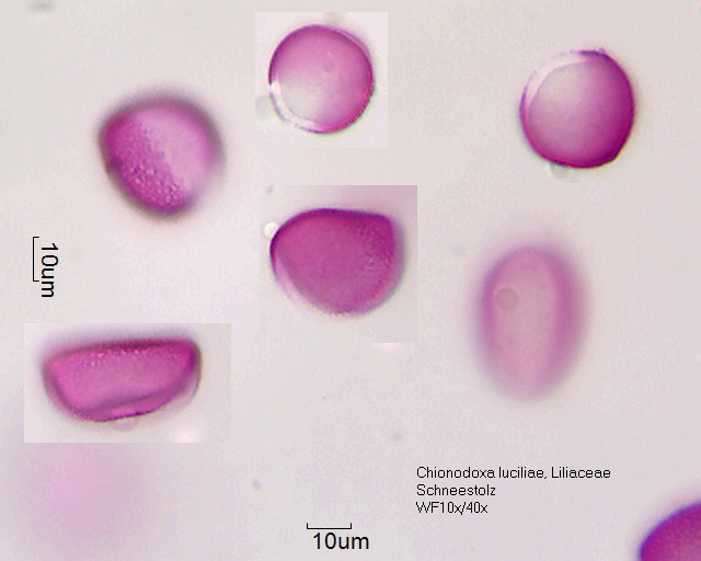 Datei:Chionodoxa luciliae (3).jpg