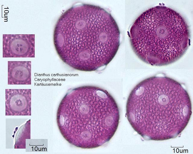 Pollen von Dianthus carthusianorum