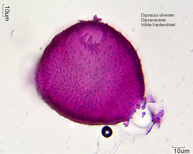 Pollen von Dipsacus silvester