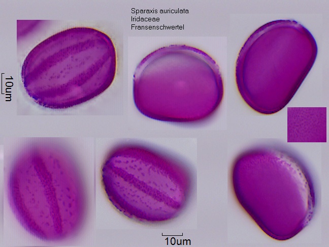 Pollen von Sparaxis auriculata.jpg