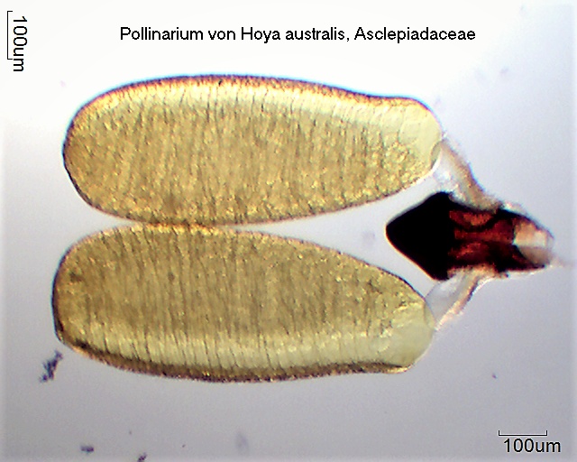 Pollinarium von Hoya australis