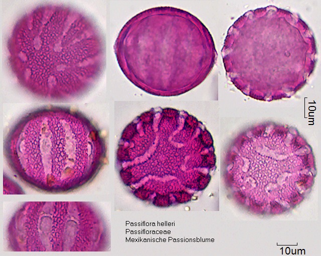 Pollen von Passiflora helleri