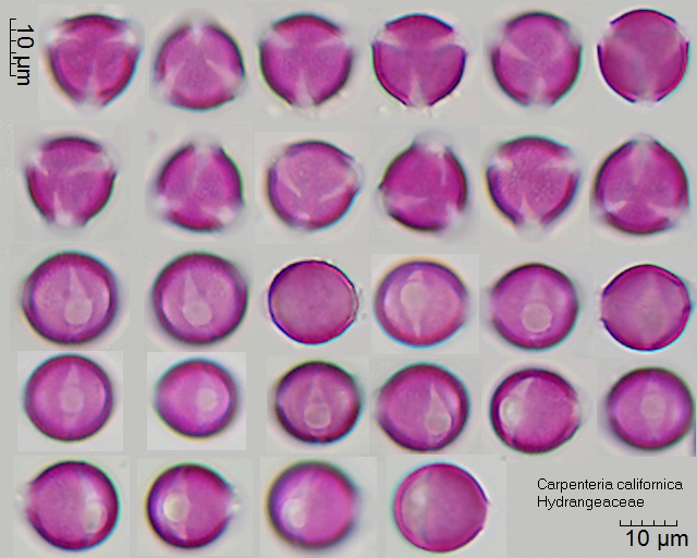 Pollen von Carpenteria californica