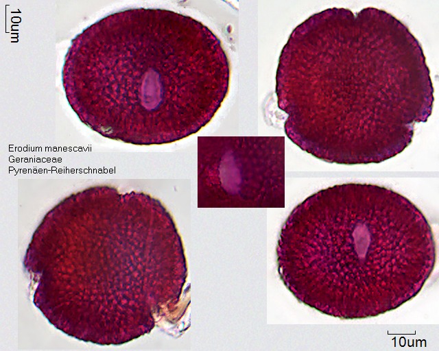Pollen von Erodium manescavii