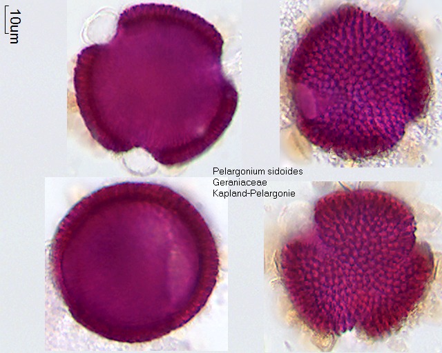 Datei:Pelargonium sidoides (3).jpg