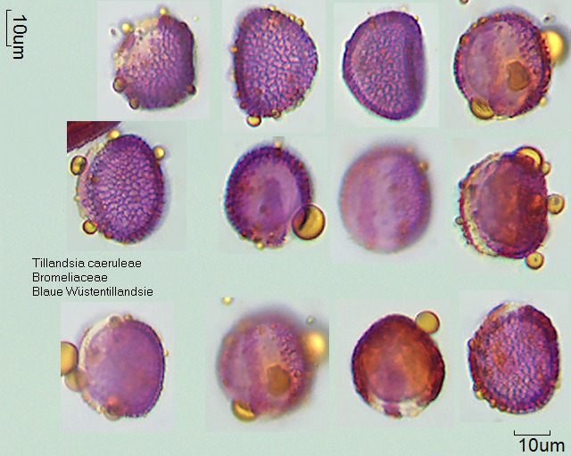 Pollen von Tillandsia caerulea