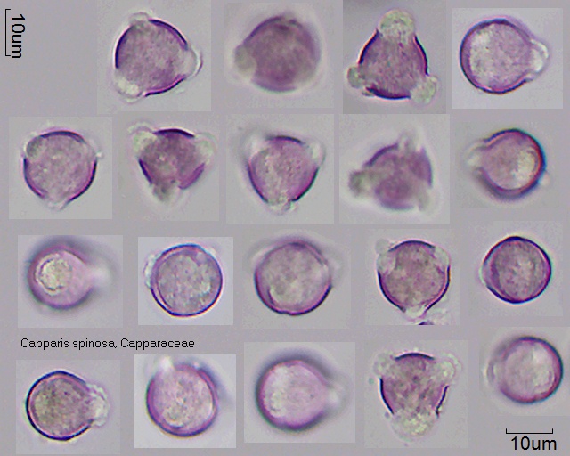 Pollen von Capparis spinosa, 2-016