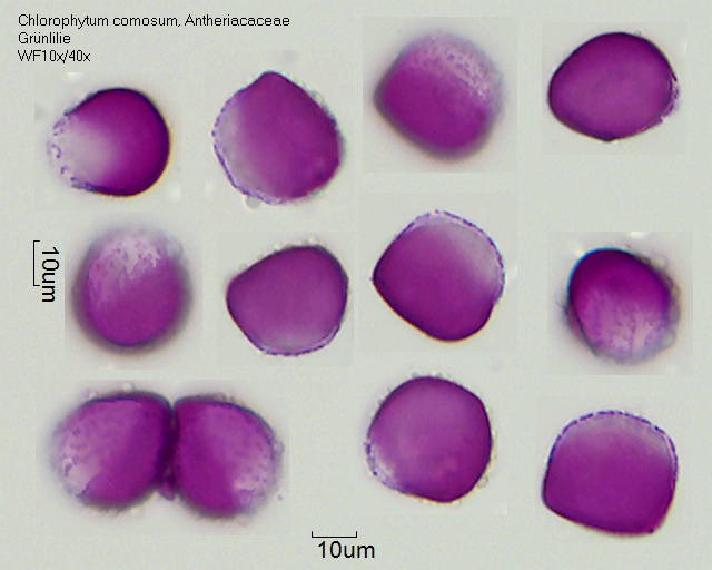 Pollen von Chlorophytum comosum