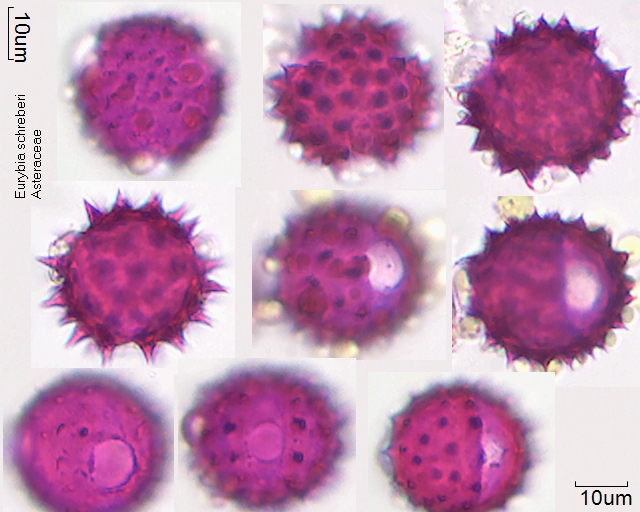 Pollen von Eurybia schreberi