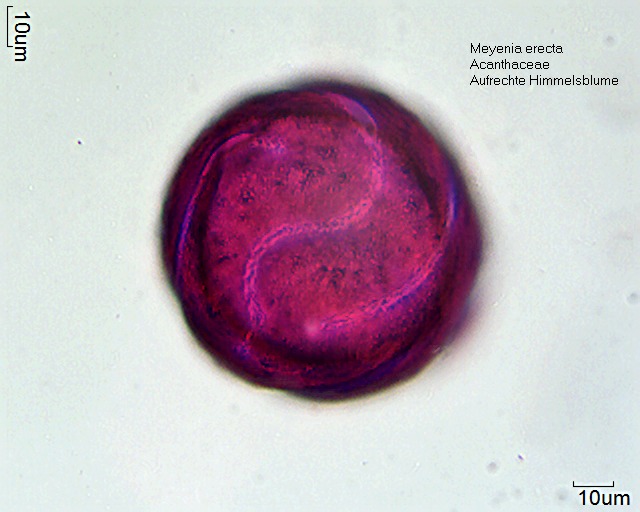 Pollen von Meyenia erecta