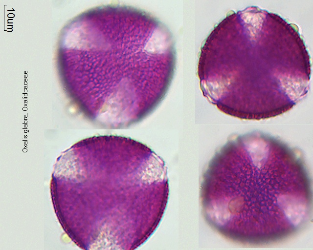 Pollen von Oxalis glabra
