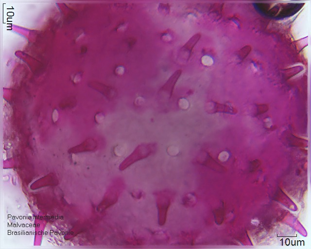 Pollen von Pavonia intermedia