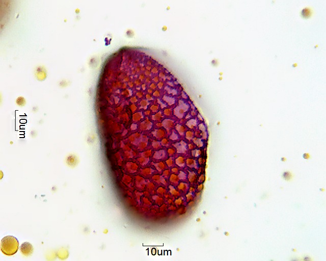Pollen von Hemerocallis multiflora_1 (2).jpg