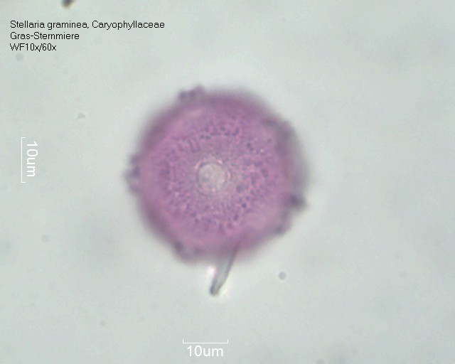 Pollen von Stellaria graminea