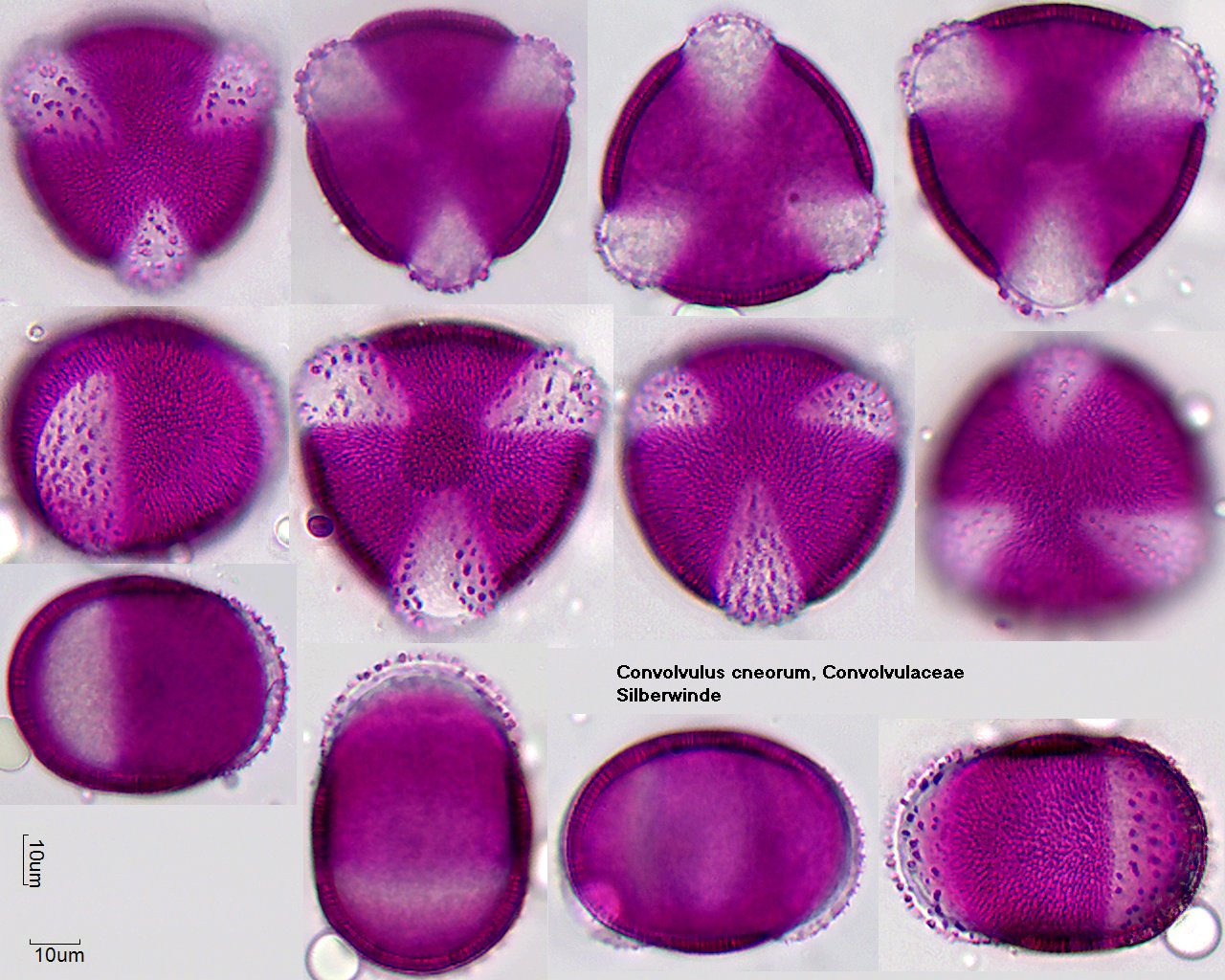 Pollen von Convolvuls cneorum