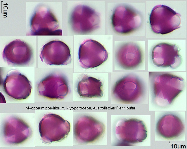 Datei:Myoporum parviflorum.jpg