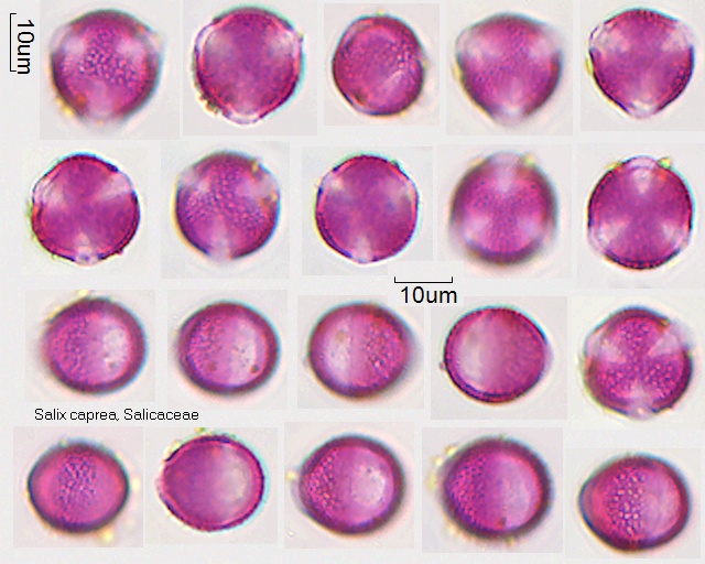 Pollen von Salix caprea, 2-043-1