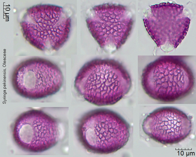 Pollen von Syringa pekinensis