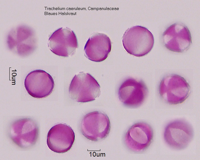 Pollen von Trachelium caeruleum