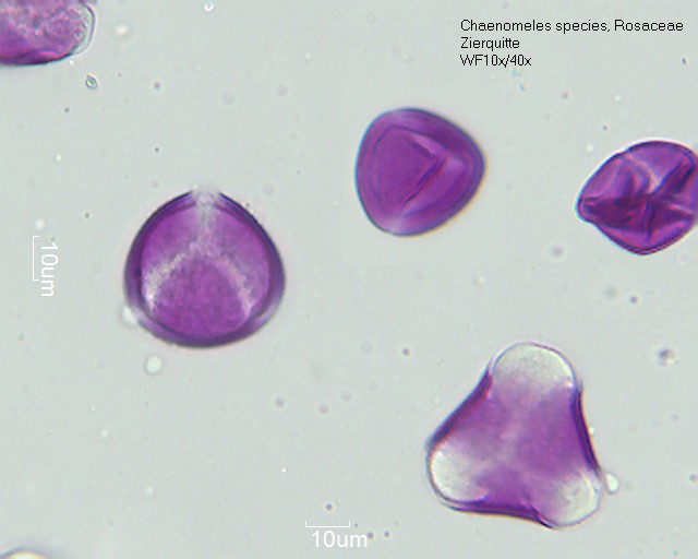 Pollen von Chaenomeles speciosa, 1-058