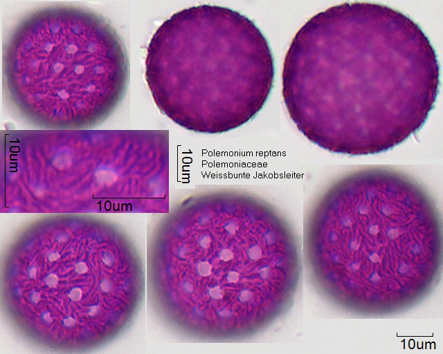 Pollen von Polemonium reptans