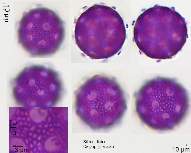 Pollen von Silene dioica