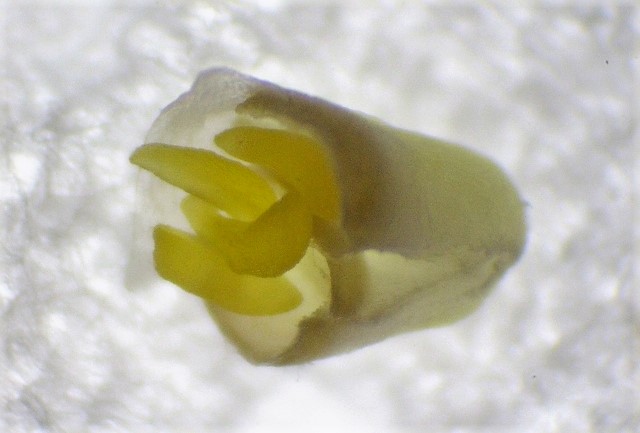 Pollinarium mit mehreren, ca. 0.5 mm langen Pollinien