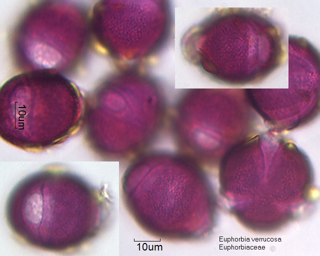 Pollen von Euphorbia verrucosa, 23-069