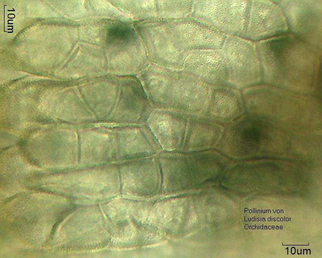 Pollinium mit in Tetraden angeordneten Pollenkörner von Ludisia discolor