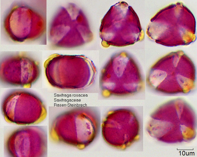 Pollen von Saxifraga rosacea