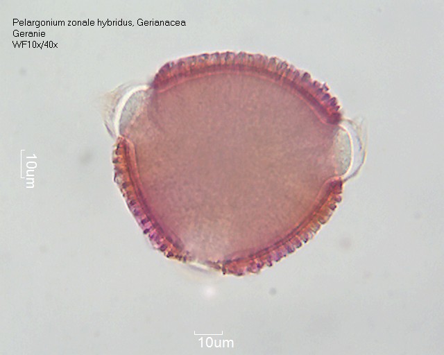 Pollen von Pelargonium zonale hybridus