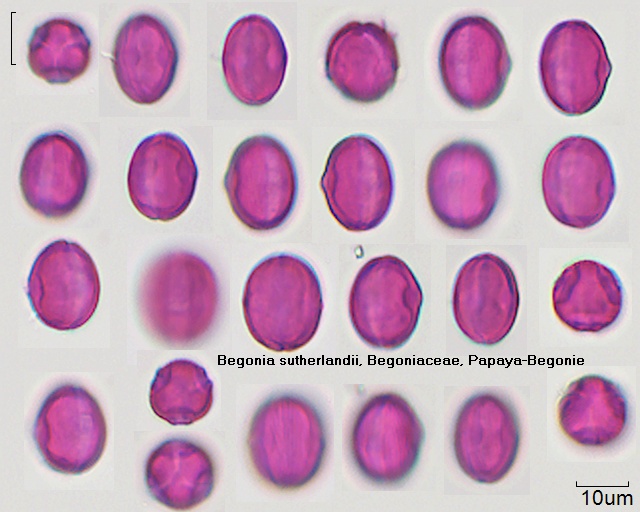 Datei:Begonia sutherlandii.jpg
