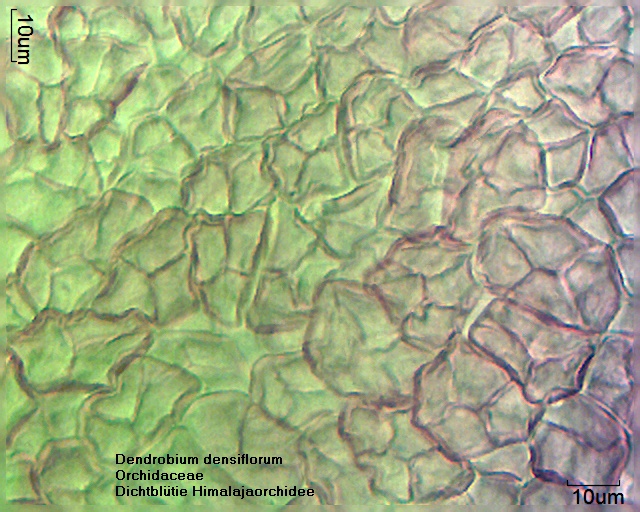 Datei:Dendrobium densiflorum (1).jpg