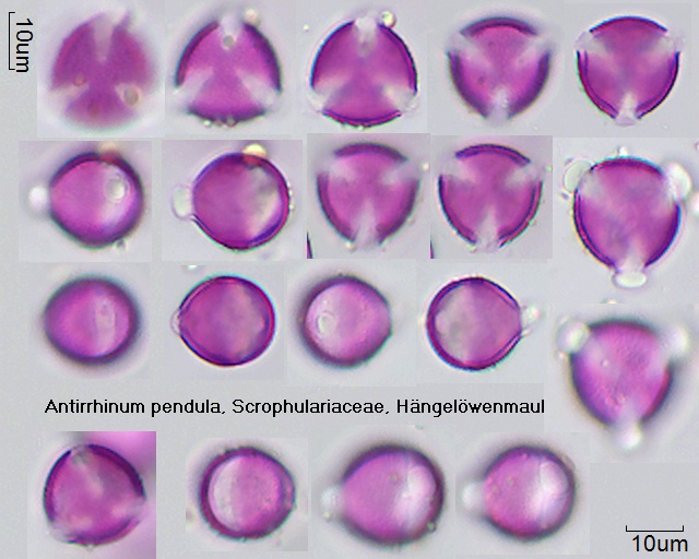 Pollen von Antirrhinum pendula