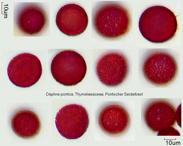 Pollen von Daphne pontica