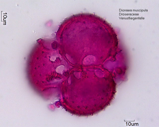 Datei:Dionaea muscipula (4).jpg