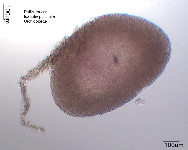 Pollinium von Isabelia pulchella